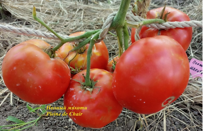 Томат Полный мякоти (Pleine de Chair, США)