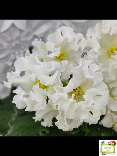 Dn-Macabeo (Д. Денисенко) 2019 г. (укоренённый лист)