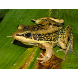 ЗОЛОТОСПИННАЯ ЛЯГУШКА