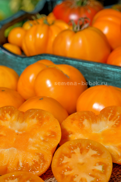 Томат  New Moon (Новолуние), 10 шт