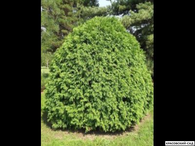 Туя Литл Чемпион - Little Champion