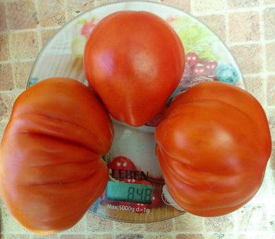 Томат Кунео гигантская груша (Cuneo Giant Pear) США