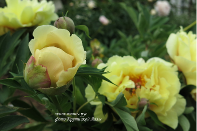 Пион Garden Treasure (Гарден Треже)