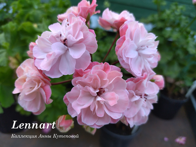 Пеларгония Леннарт