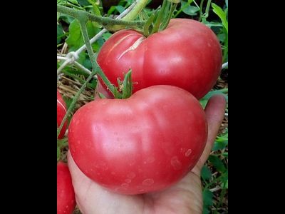 Томат Памяти Корнеева