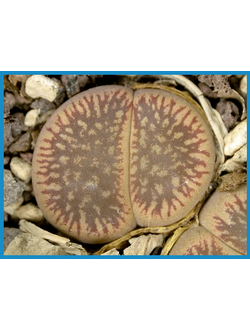 Lithops aucampiae v. euniceae f. fluminalis C 054