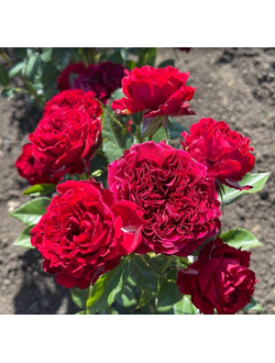 Майра Ред (Mayra’s Red)