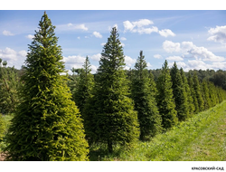 Топиар Ель обыкновенная в форме конуса