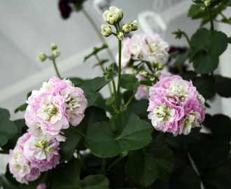 PAC Viva Carolina - пеларгония  плющелистная - описание сорта, фото - купить черенки в Перми