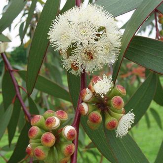 Эвкалипт лучистый (Eucalyptus radiata) 30 мл - 100% натуральное эфирное масло