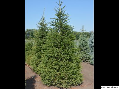 Ель обыкновенная Колумнарис фото в ландшафте - красовский-сад.рф