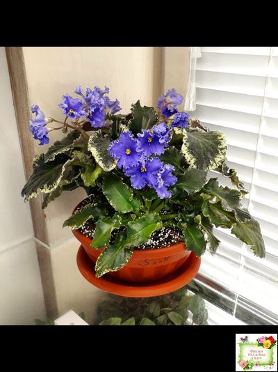 Senk&#039;s Try the Decaf (R. Follett/D. Senk) (9872) 01/30/2008 трейлер