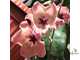 Hoya Patella Pink