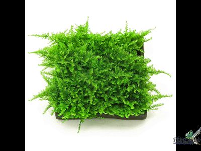 Керамическая площадка с сеткой для культивации растений, 6,5*6,5 см