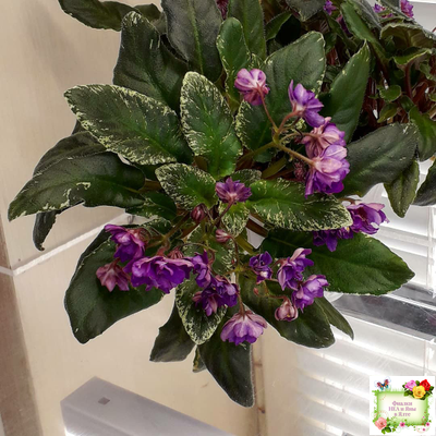 Senk's Azalea Trail (R.Follett/D.Senk) (9845) 01/30/2008 трейлер