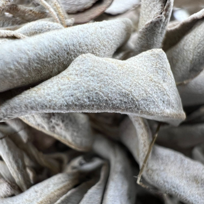 Листья с ветками Белого Шалфея