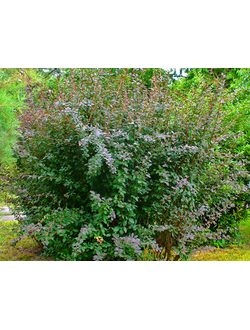 Барбарис обыкновенный