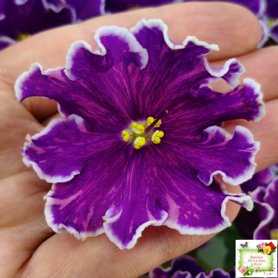 АВ-Просто Космос (Фиалковод) 2019 г.