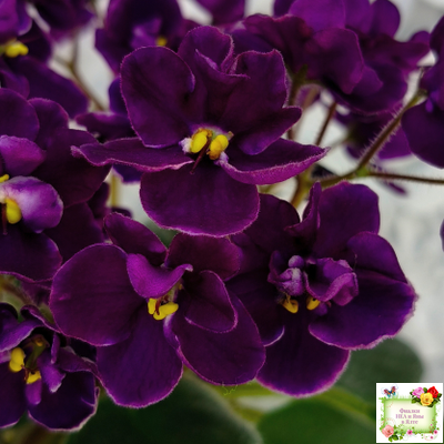 Mac's Piqued Pixie (G. McDonald) 2011 г. (лист посажен 25.01.26)