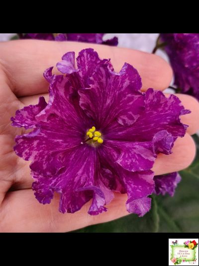 АВ-Тайны Востока (Фиалковод) 2022 г. (детка)