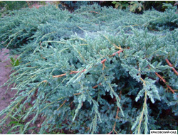 Можжевельник Блю Спайдер - Blue Spider