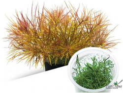 Погостемон Стеллата Дассен (меристемный) Азия