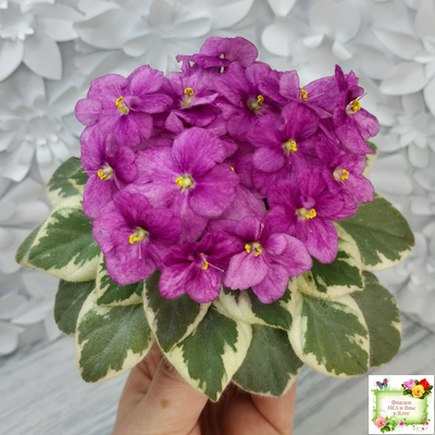 Rob's Lucky Ducky (R.Robinson) листовая химера (стартер сорт)