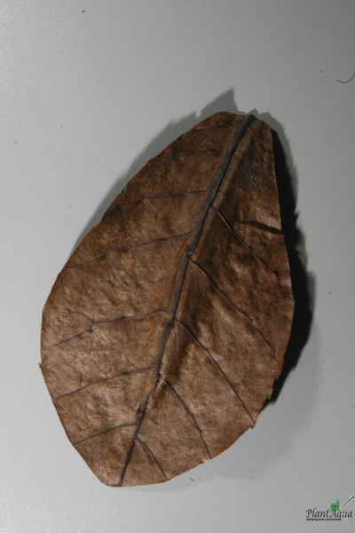 JBL Nano Catappa Листья миндаля для небольших пресноводных аквариумов, 10 шт