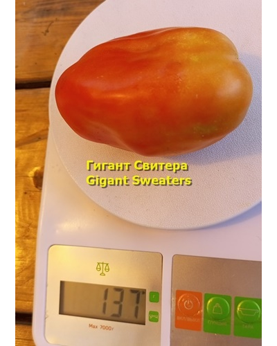 Томат Гигант Свитера