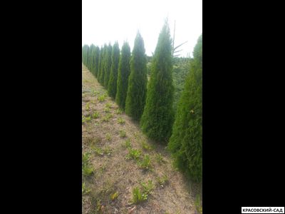 Туя Кубанский Изумруд