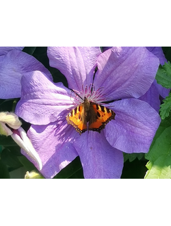 Клематис Министр