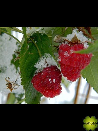 МАЛИНА ШАПКА МОНОМАХА (ремонтантная, как деревце)