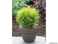 Туя Даника Ауреа - Danica Aurea