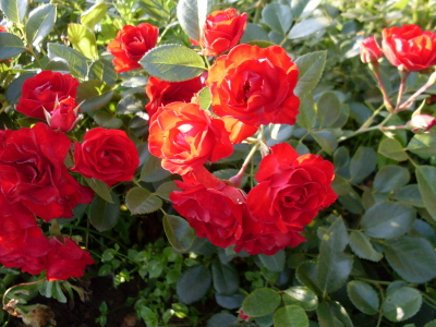 Роза Скарлет Мейяндекор (Scarlet Meillandecor) ОКС, Россия