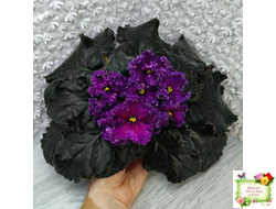 НД-Магнитная Аномалия Люкс (Н. Данилова-Суворова)