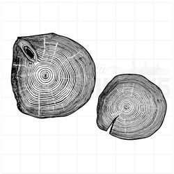 Штамп древесный спил ствола с трещиной