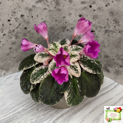 СК-Пангея (А.Кузнецов) 2014 г.