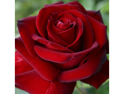 Эротика (Erotika) чг