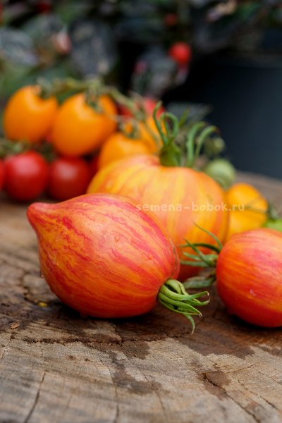 Томат Искушение, 10 шт