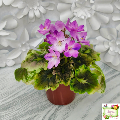 АВ-Почемучка (Фиалковод) 2020 г. (гёрл-листья с кроновой пестролистностью)