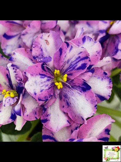 МК-Ветер Перемен Люкс химера (пасынок укоренённый из цветоноса)