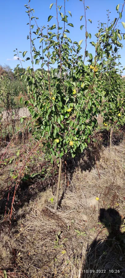 Плодовые деревья 5-7лет