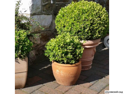 Самшит вечнозеленый - Búxus sempervírens