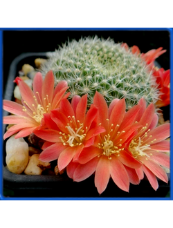 Rebutia minuscula VG 1179a
