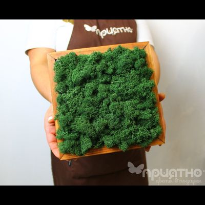 ЖИВАЯ ЭКО-КАРТИНА 1064