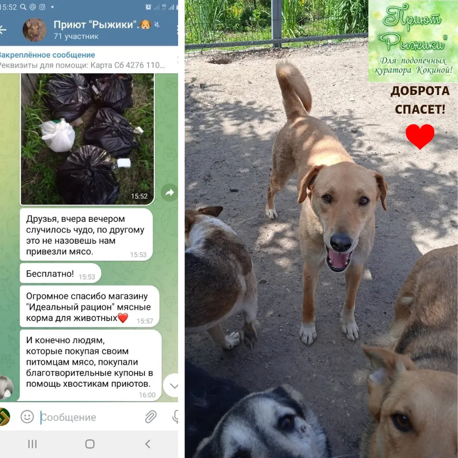 08.06.22 мы передали от нас с вами вкусные гостинцы подопечным приюта Рыжики. За период с 01.04.21 по 07.06.22 сумма по благотворительным купонам составила 5103 руб. Благодарим всех, кто принимает участие в акции!