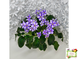 Senk's Try the Decaf химера, (пестролистный лонг) стандартный трейлер (пасынок из цветоноса укоренённый)