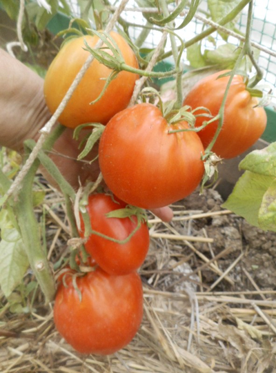 Томат Огромная слива  (Enormous Plum)