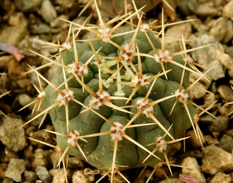 Gymnocalycium occultum STO 789 (D=25 мм)