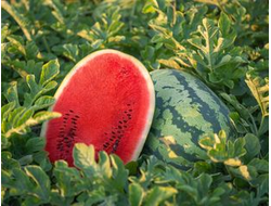 Семена арбуза ШТАБИЛО Ф1